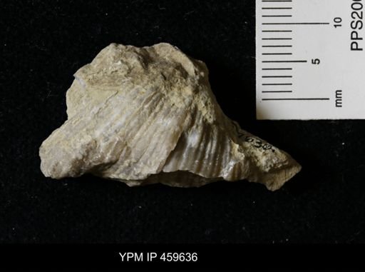 Neospirifer dunbari