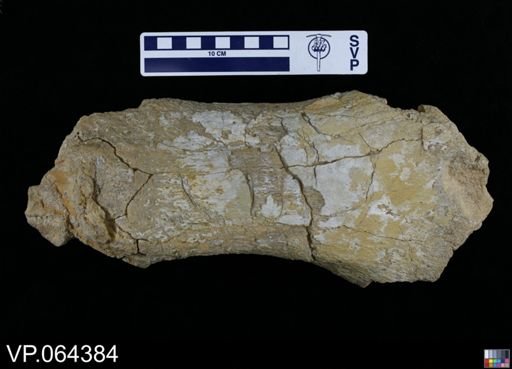 undet. Plesiosauridae