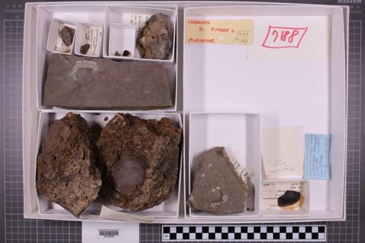 mixed taxa, stratigraphic collection