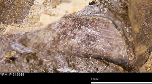 undet. Bivalvia