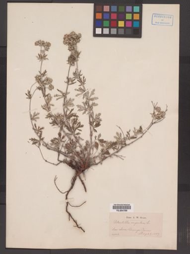 Potentilla argentea