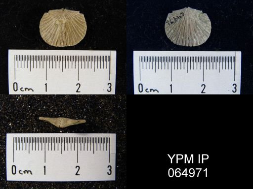 Schizoramma fissiplicata