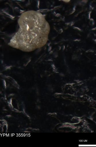 undet. Foraminiferida