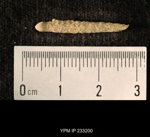 Archaeocidaris sp.