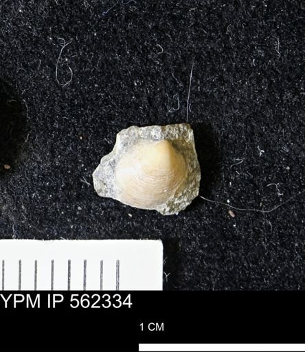 Limopsis striatopunctatus