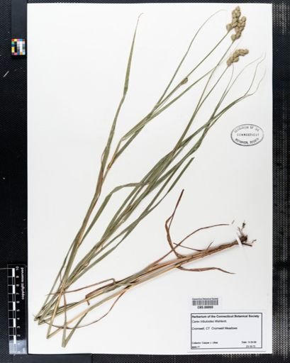 Carex tribuloides