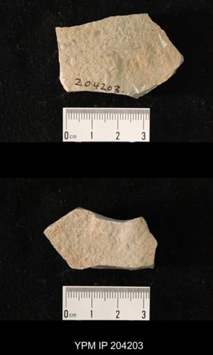 Progoneura grimaldii