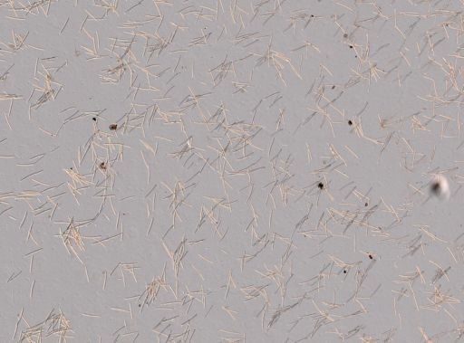 Haliclona