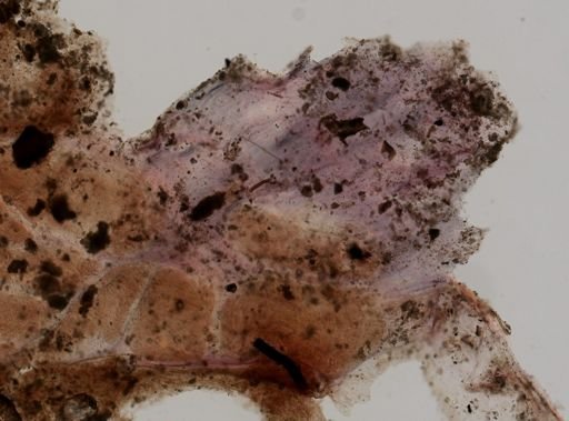 Porifera?
