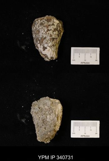 Inoceramus sp.