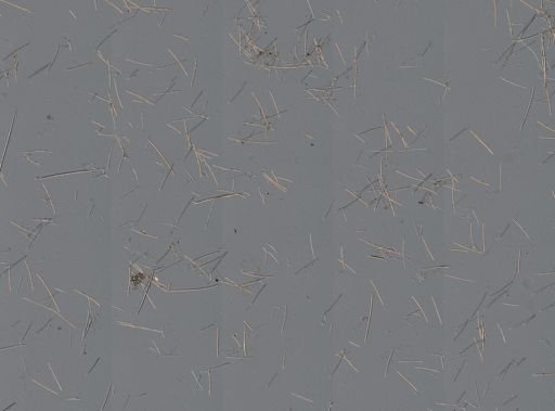 Niphates erecta