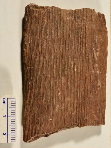 Lepidodendron sp.