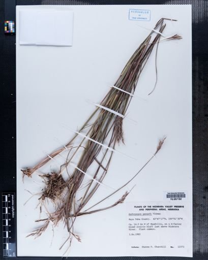 Andropogon gerardii