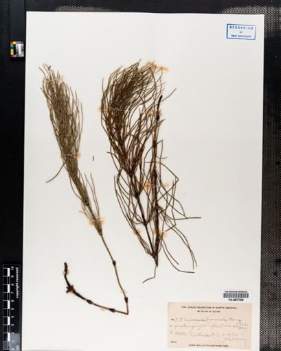 Equisetum arvense