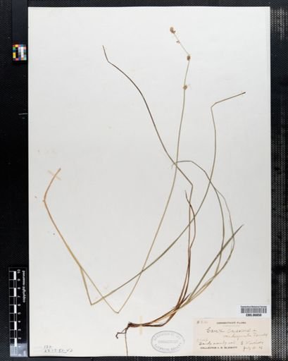 Carex canescens