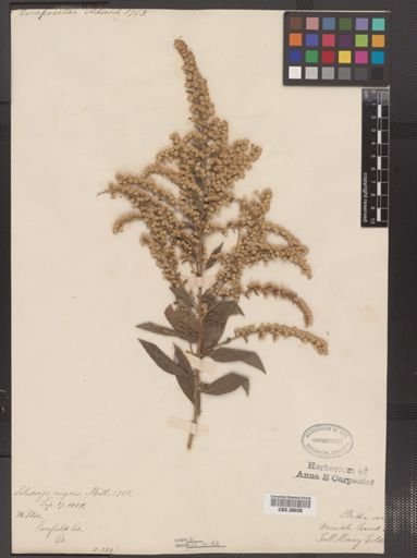Solidago rugosa