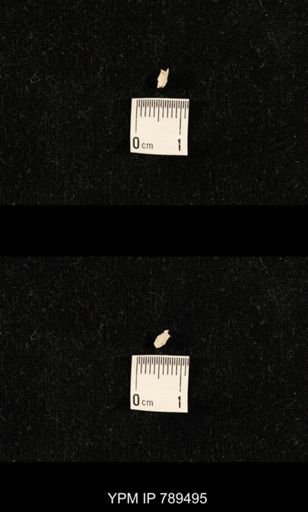 undet. Bryozoa