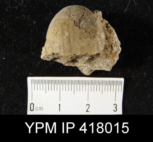 Gypidula coeymanensis prognostica