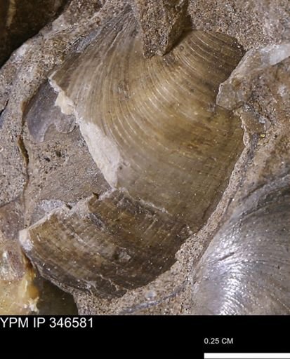 Limopsis striatopunctatus