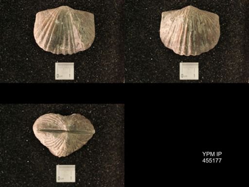 Platystrophia ponderosa var.