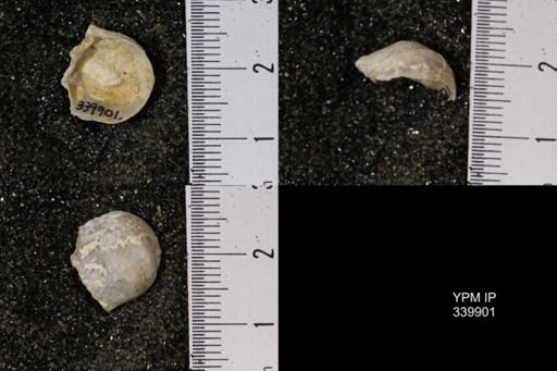 Exogyra sp.