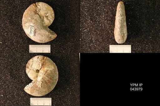 Hoploscaphites nicolletii