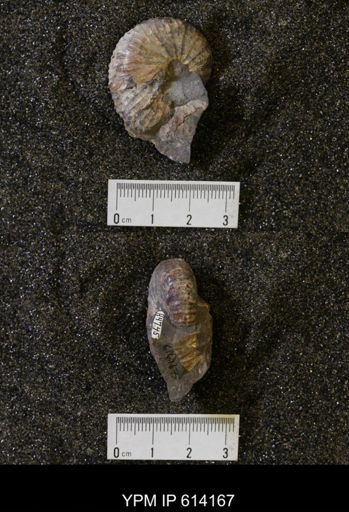 Acanthoscaphites nodosus