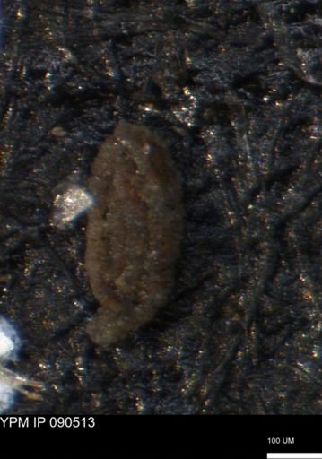 undet. Foraminiferida