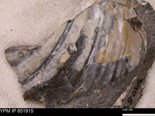 Inoceramus sp.