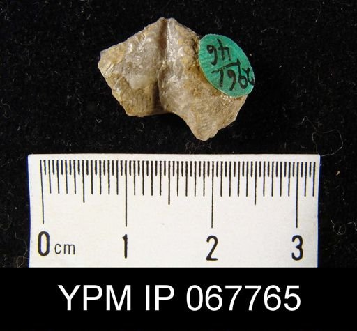 Delthyris perlamellosa