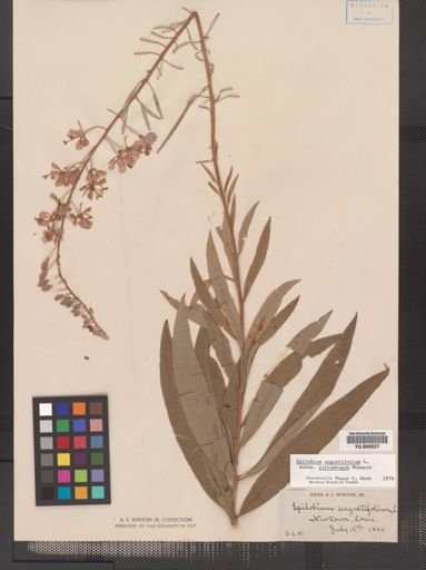 Epilobium angustifolium cricumvagum