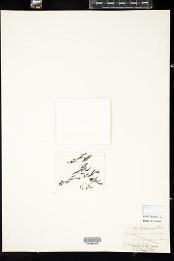 Polysiphonia bipinnata