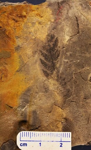 Cladophlebis sp.