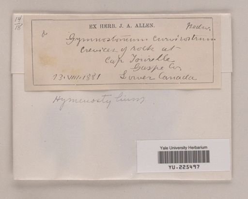 Hymenostylium curvirostre