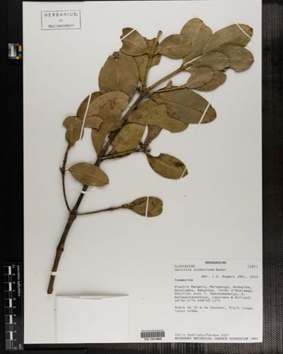 Plantae