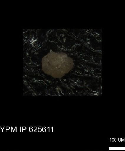 undet. Foraminiferida