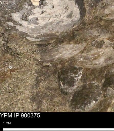 Anomia gryphorhyncha