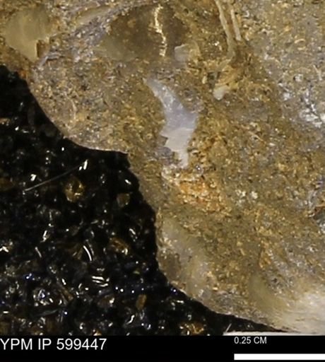 Protocardia subquadrata