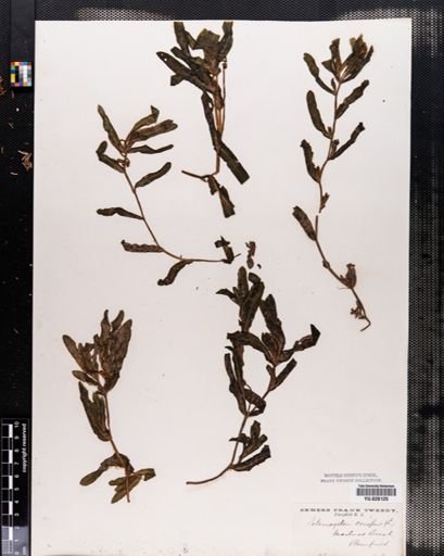 Potamogeton crispus