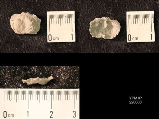 Marginifera sp.
