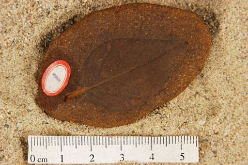 Populus kansaseana