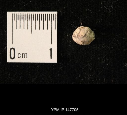 Ambocoelia planoconvexa