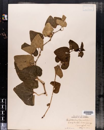 Aristolochia clematitis