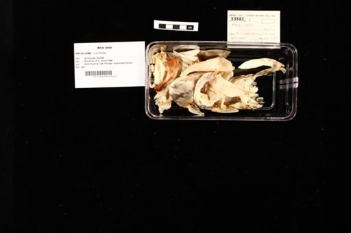 Amia ocellicauda