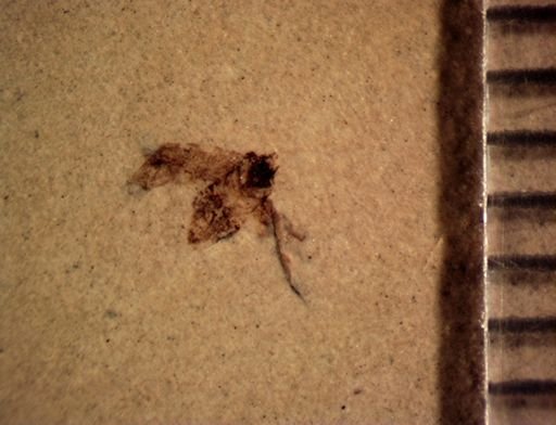 Fulgoridae?
