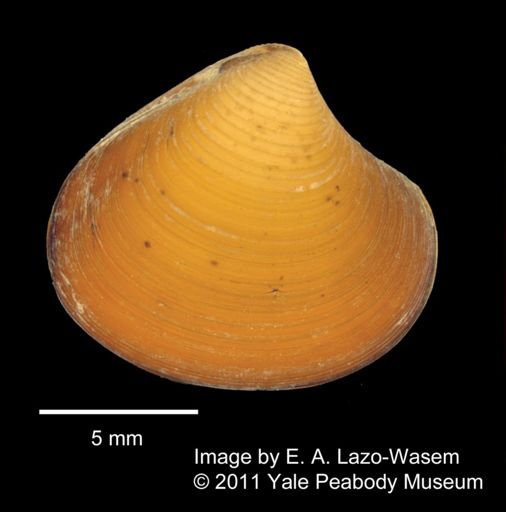 Astarte banksii