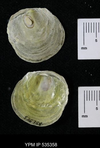 Anomia glabra