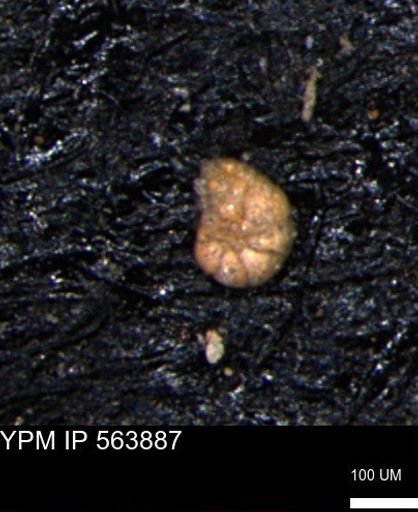 Alveolophragmium linki