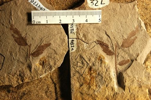 Koelreuteria arnoldi