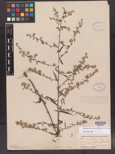 Symphyotrichum racemosum